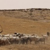 مستوطنون يسرقون 80 رأس غنم في كفر مالك شرق رام الله