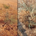 مستوطنون يدمرون أشجار زيتون ويثقبون خزانات مياه جنوب الخليل