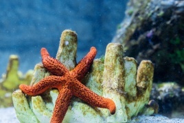 اكتشاف أقدم نجم بحر معروف في العالم بخصائص فريدة عمره 480 مليون سنة في المغرب