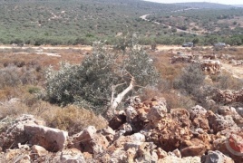 مستوطنون يحرقون 50 شجرة زيتون معمرة في بيت فجار جنوب بيت لحم