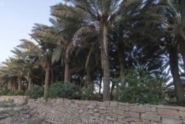 السعودية تفتتح أكبر بنك نخيل في العالم كمقصد سياحي