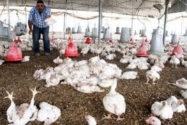 وزارة الاقتصاد تهدد بالنيابة ومربو الدواجن يلوحون بالتوقف عن التربية