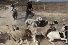 مستوطنون يلاحقون الرعاة في منطقة الساكوت في الأغوار الشمالية