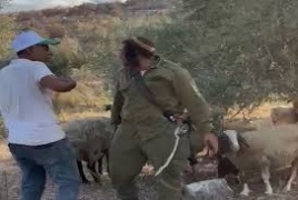 هاجم مستعمرون قاطفي الزيتون في سهل رامين شرق طولكرم