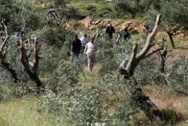 قطع مستعمرون  أشجارا في نحالين غرب بيت لحم