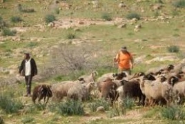 مستعمرون يحرثون أراضي المواطنين المزروعة بالمحاصيل الشتوية بمسافر يطا