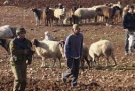 مستعمرون يرعون مواشيهم في مزارع المواطنين في تجمع شلال العوجا شمال أريحا .