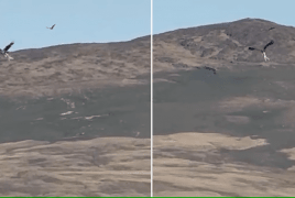  نسر بحري يخطف خروفا حديث الولادة ويحلق به عاليا ."مزارع يوثق لحظات مرعبة".