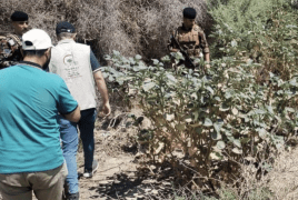 "الداتورة" السامة تغزو الأنبار غربي العراق