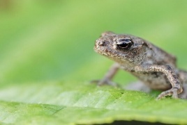 عجوز صينية تأكل ثماني ضفادع حية لتشفى من ألم في ظهرها