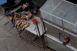 جاكرتا تتجه لحظر بيع لحم الكلاب والقطط لمكافحة داء الكلب