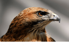 القصة المأساوية وراء أشهر الصور في العالم.. مشهد نسر يتربص بطفل جائع حتى الموت