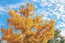 أشجار من عصر الديناصورات تخنق كاليفورنيا برائحة "كريهة"!