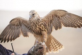 يقدر ثمنه بـ60 ألف دولار.. اصطياد طير حر نادر في مدينة جيرود السورية