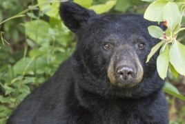 دب أسود يتجول في سوق عيد الميلاد في ولاية تينيسي الأمريكية!