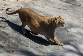 لبؤة تقتل رجلا اقتحم حظيرتها في حديقة حيوان بالبرازيل