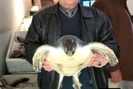 البيئة المصرية تنقذ سلحفاة بحرية مهددة بالانقراض من محل مأكولات