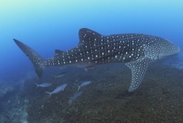 غضب واستياء ودعوات للمحاسبة.. اصطياد قرش حوتي مهدد بالانقراض بطريقة وحشية بالبحر الأحمر