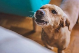 طبيب بيطري يوضح حقيقة خصائص اللعاب المطهرة عند الكلاب