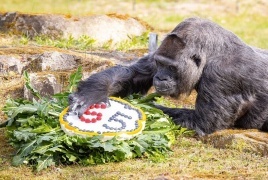 أكبر غوريلا سنا في العالم تحتفل بعيد ميلادها الـ69 في برلين