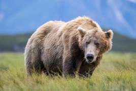 إصابة جنديين أمريكيين في ألاسكا خلال مواجهة مع دب
