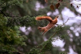 حين تُلهم السناجب الروبوتات.. ابتكار قادر على القفز بين الأسطح الضيقة