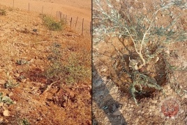 مستوطنون يدمرون أشجار زيتون ويثقبون خزانات مياه جنوب الخليل