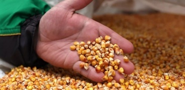 كيف ومتى فرقع "الفشار" لأول مرة؟