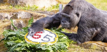 أكبر غوريلا سنا في العالم تحتفل بعيد ميلادها الـ69 في برلين