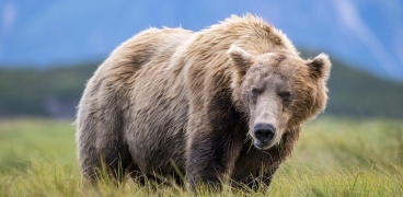 إصابة جنديين أمريكيين في ألاسكا خلال مواجهة مع دب