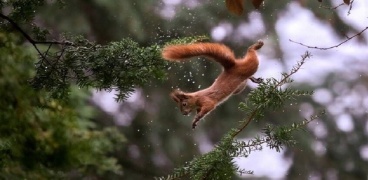 حين تُلهم السناجب الروبوتات.. ابتكار قادر على القفز بين الأسطح الضيقة