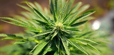 "أكسيوس": إدارة ترامب بصدد إعادة تصنيف الماريجوانا