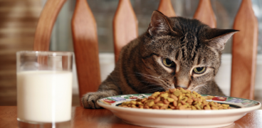 السر وراء توقف القطط المفاجئ عن تناول طعامها