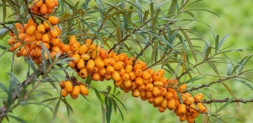 نبات بري يحسن المناعة ويدعم صحة الكبد والدماغ