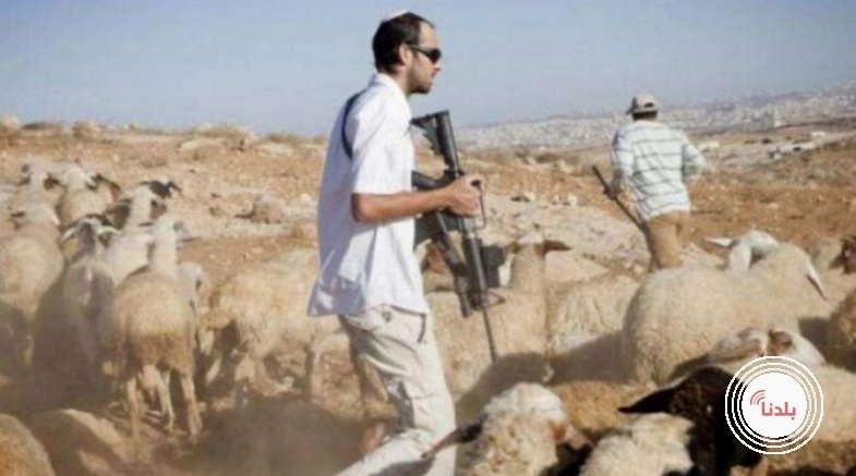 مستوطنون يسرقون 300 رأس غنم وحصانا في دير دبوان شرق رام الله