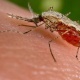أمراض قد تسببها لدغات البعوض