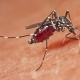 طفيليات ينقلها البعوض للإنسان