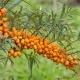نبات بري يحسن المناعة ويدعم صحة الكبد والدماغ