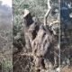 مستوطنون يقطعون 40 شجرة زيتون معمّرة جنوب سلفيت