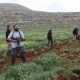 مستوطنون يدمرون شبكة مياه للري جنوب شرق بيت لحم