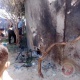 ستة شهداء منذ الصباح.. ثلاثة شهداء بينهما طفل و16 اصابة بغارة على جباليا