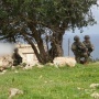 بن غفير يهاجم وقف إطلاق النار مع لبنان: خطأ فادح يقوي حزب الله