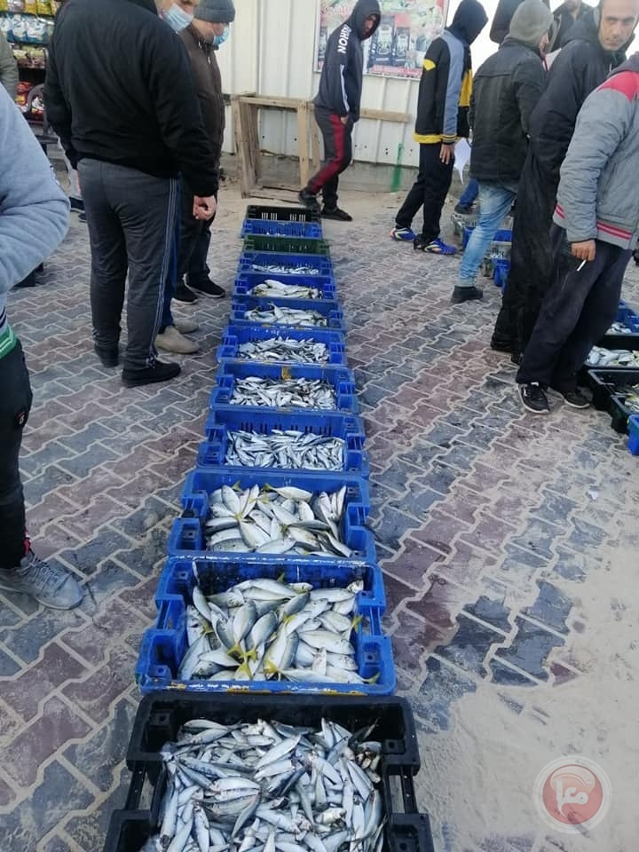 غزة: 65 طناً من الأسماك تم اصطيادها بعد المنخفض الأخير