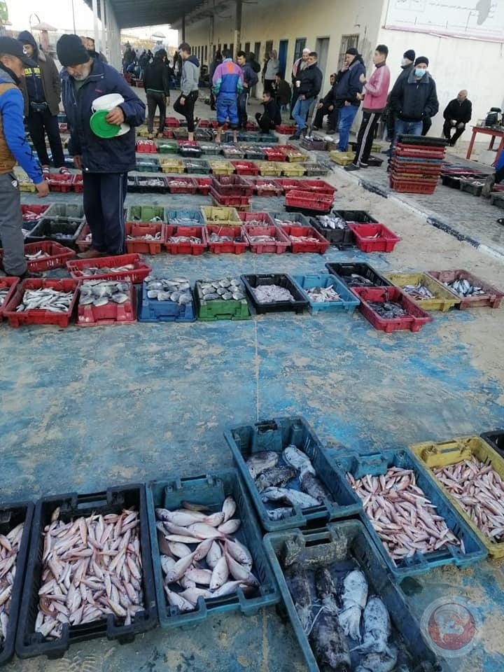 غزة: 65 طناً من الأسماك تم اصطيادها بعد المنخفض الأخير