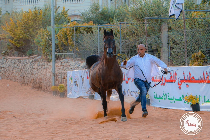 بطولة خليل الرحمن الثامنة لجمال الخيول العربية الاصيلة