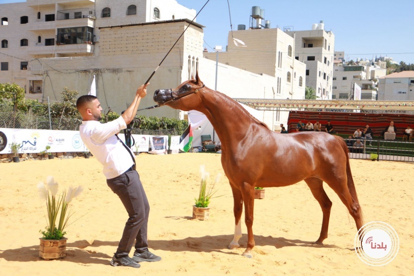 بطولة خليل الرحمن الثامنة لجمال الخيول العربية الاصيلة