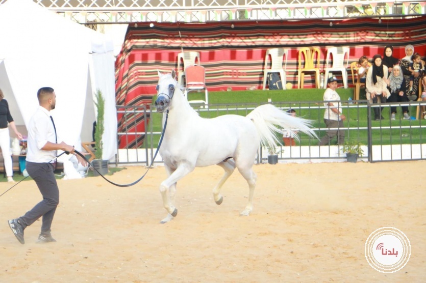 بطولة خليل الرحمن الثامنة لجمال الخيول العربية الاصيلة