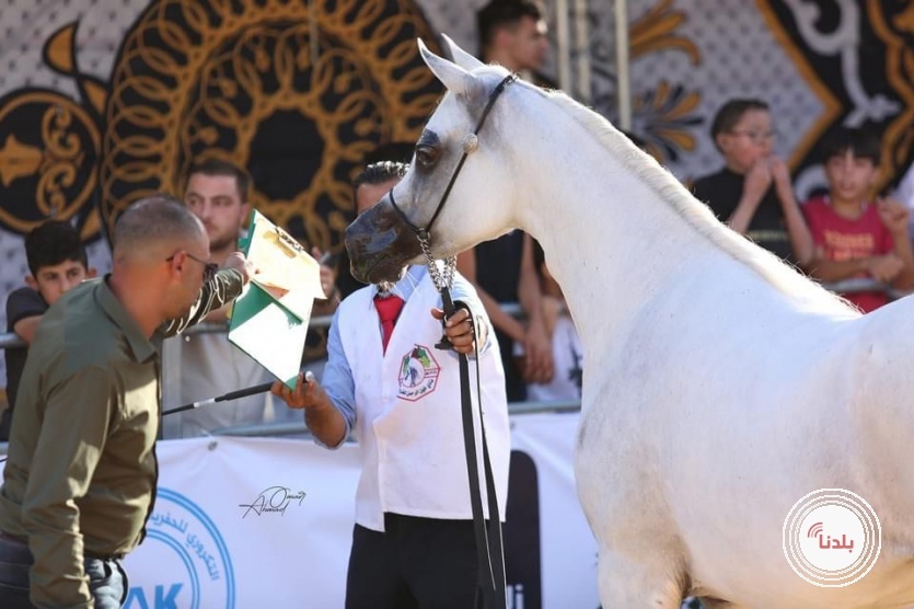 بطولة خليل الرحمن الثامنة لجمال الخيول العربية الاصيلة