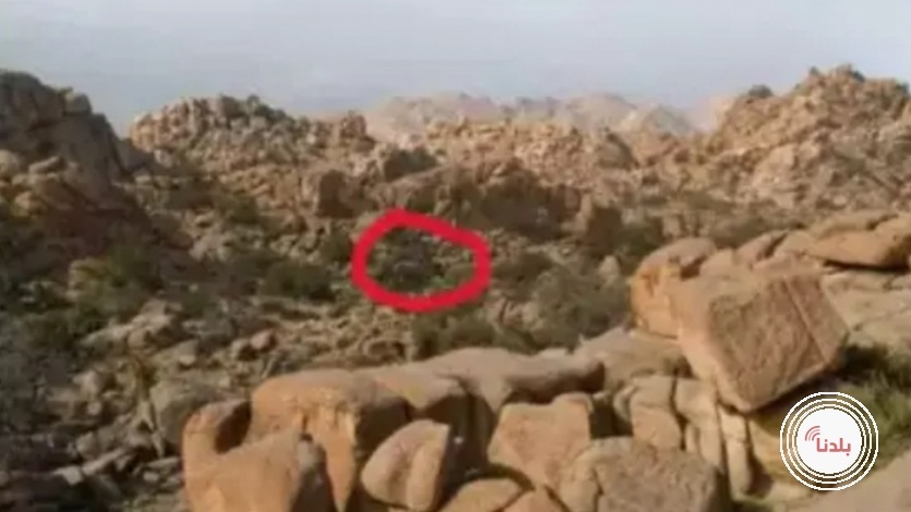 هل تستطيع العثور على الماعز خلال 10 ثوان فقط؟