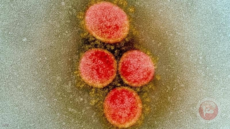 تحورات كورونا.. منظمة الصحة ترسم خريطة 4 فيروسات جديدة